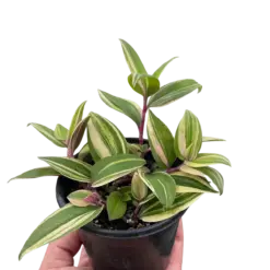 Tradescantia 'Tricolor' houseplant