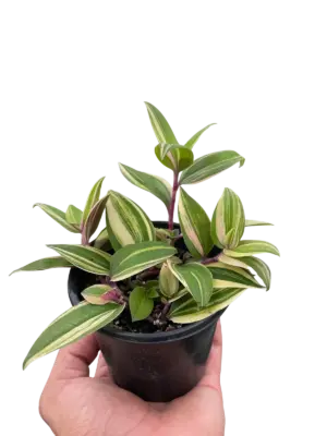 Tradescantia 'Tricolor' houseplant