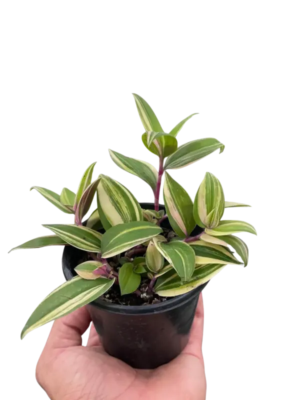 Tradescantia 'Tricolor' houseplant