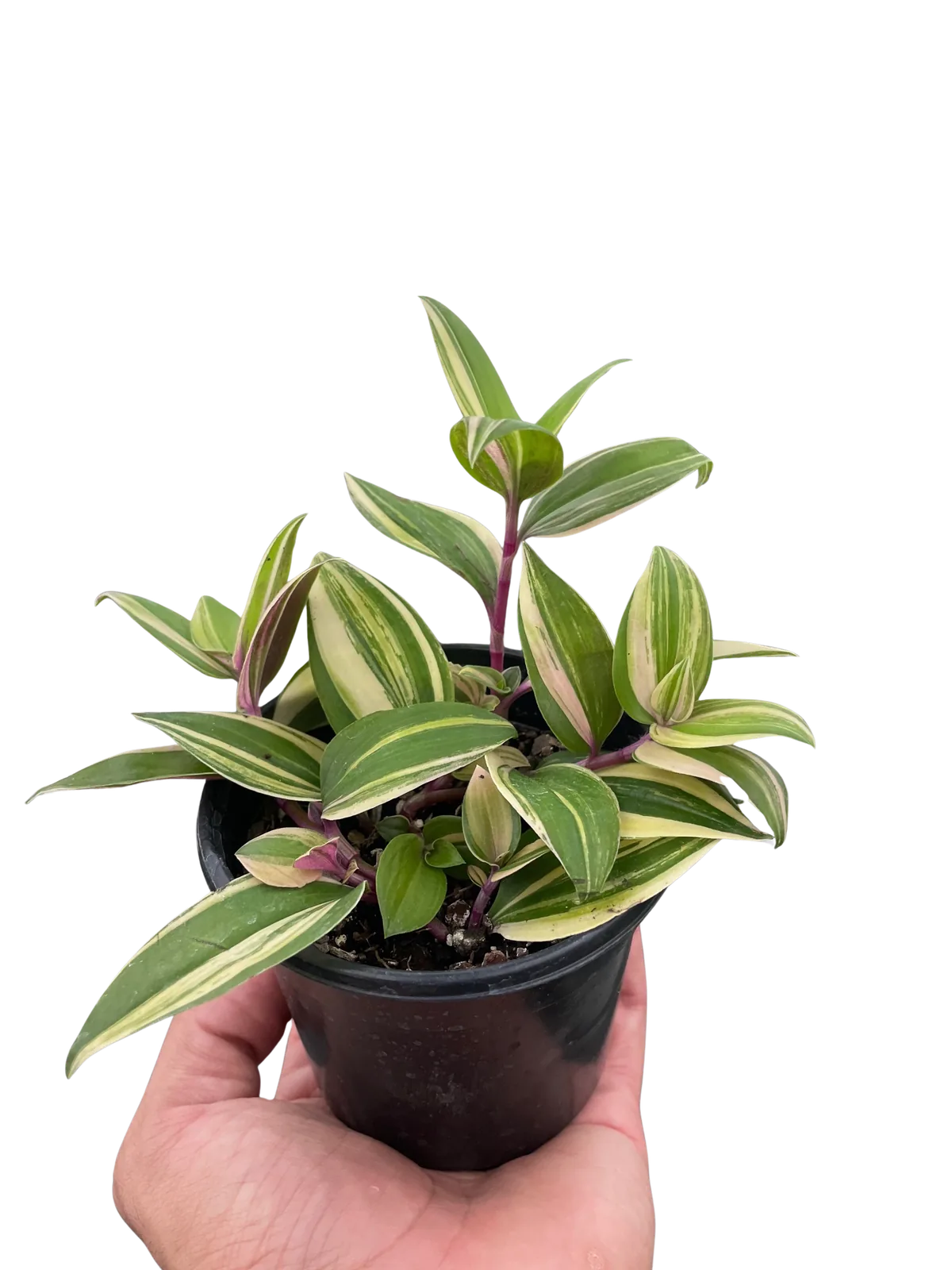 Tradescantia 