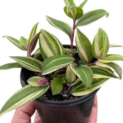 Tradescantia 'Tricolor' — square crop