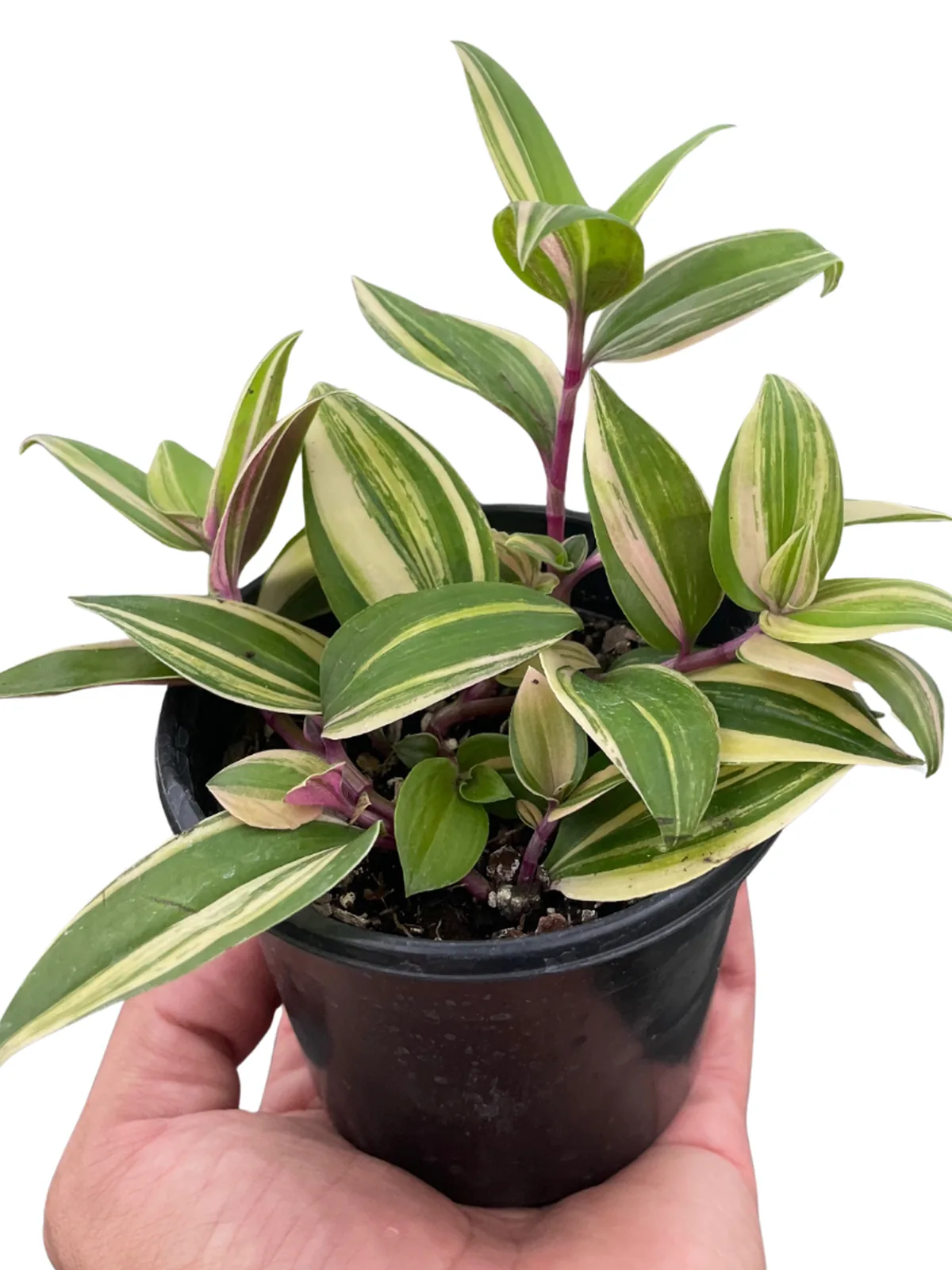 Tradescantia 