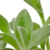 Tradescantia White Velvet houseplant