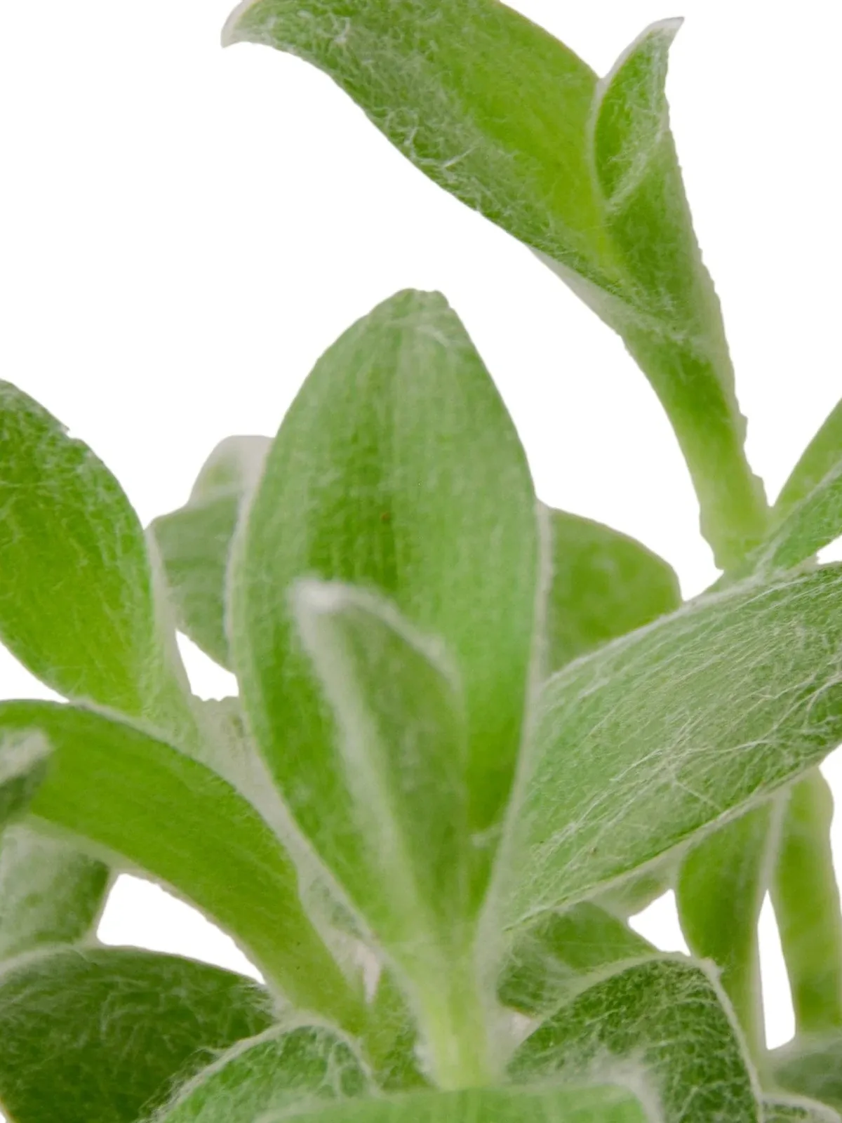 Tradescantia White Velvet houseplant
