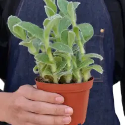Tradescantia White Velvet — additional view