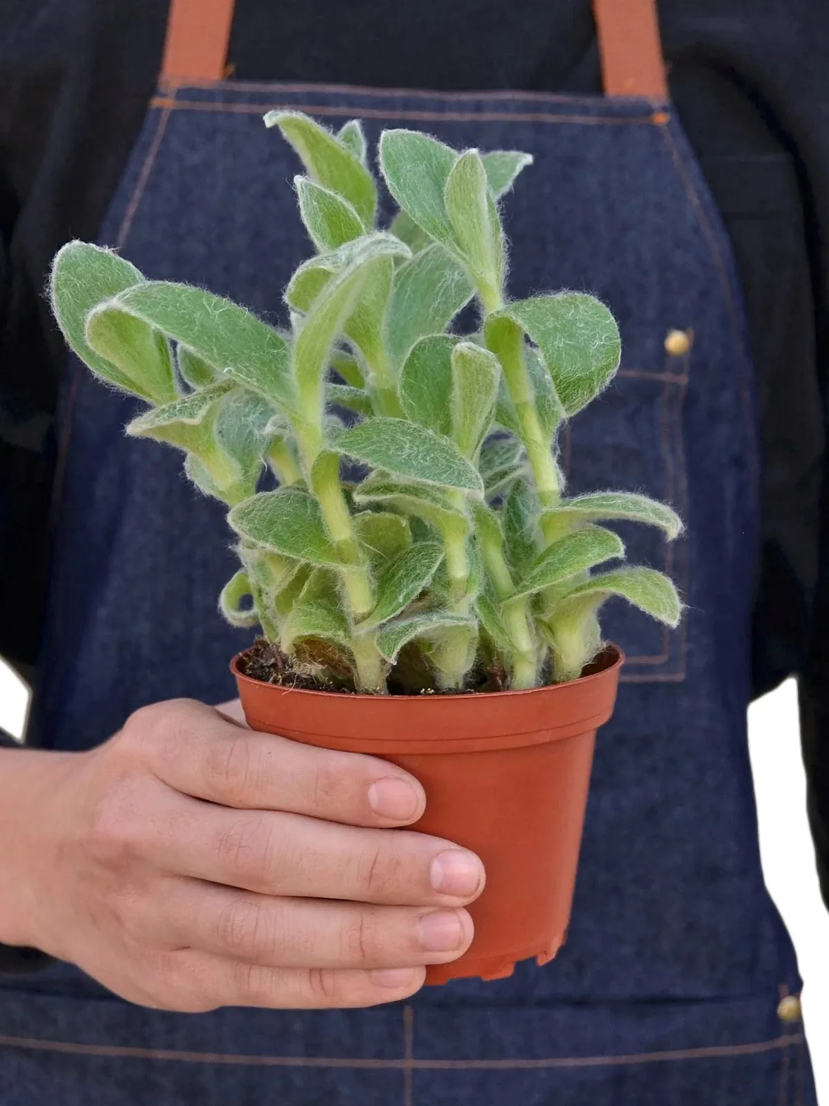 Tradescantia White Velvet — additional view