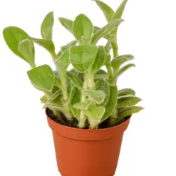 Tradescantia White Velvet — additional view