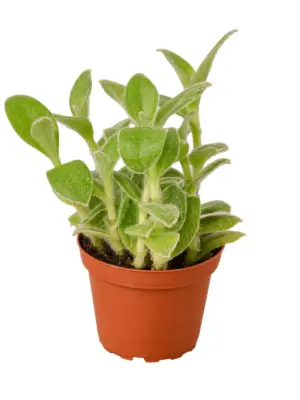 Tradescantia White Velvet — additional view