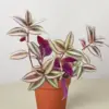 Tradescantia Zebrina 'Wandering Dude' houseplant