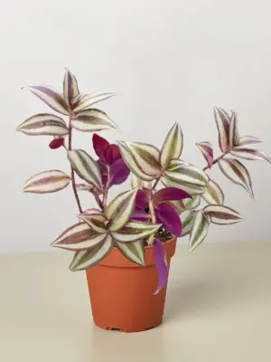 Tradescantia Zebrina 'Wandering Dude' houseplant