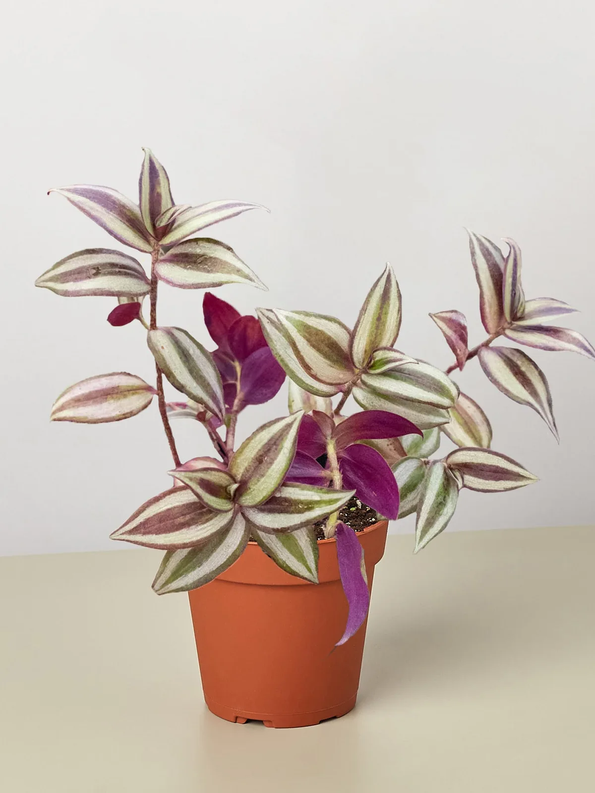 Tradescantia Zebrina 
