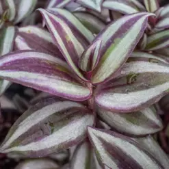 Tradescantia Zebrina 'Wandering Dude' — additional view