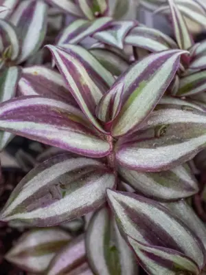 Tradescantia Zebrina 'Wandering Dude' — additional view