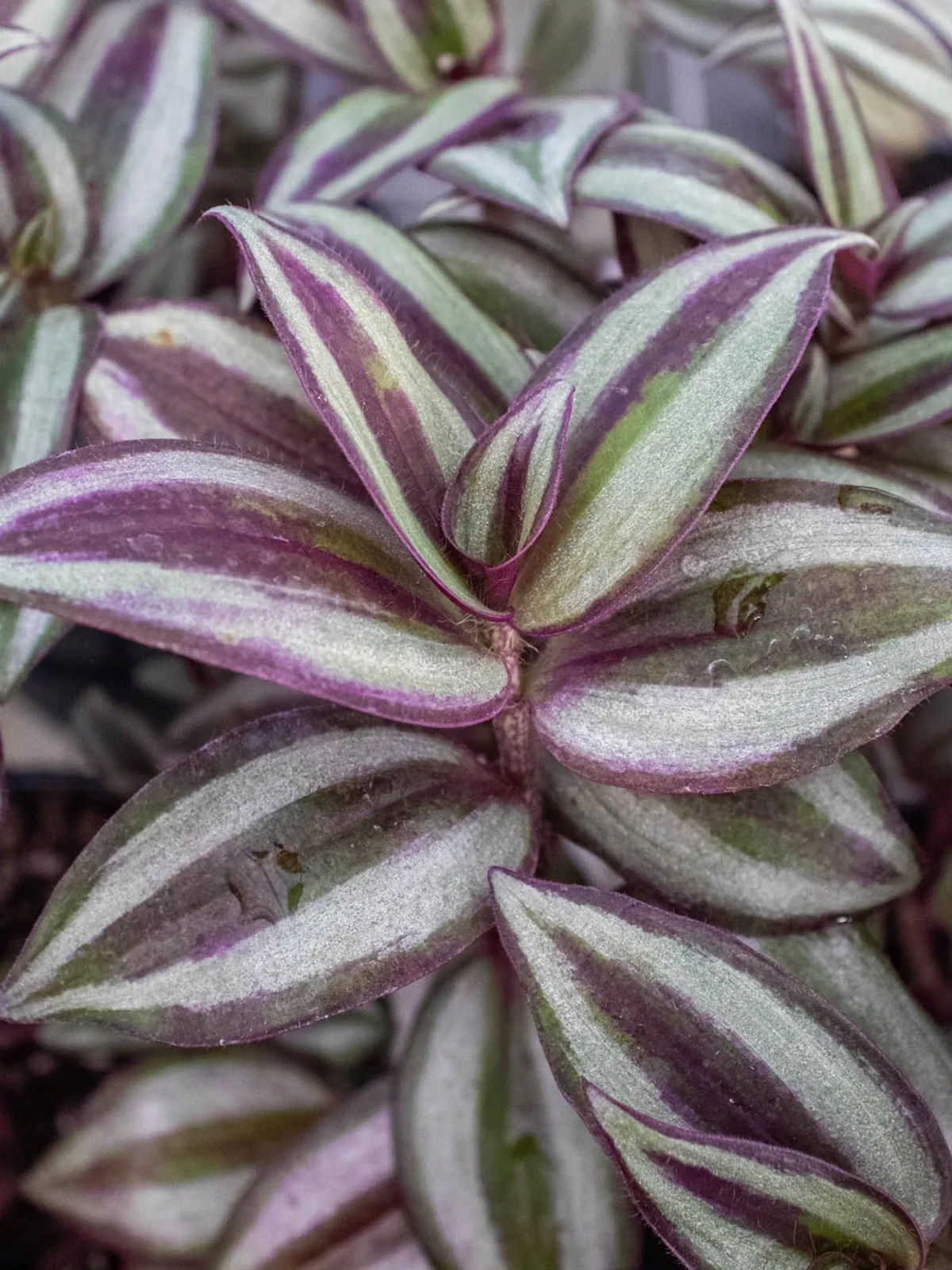 Tradescantia Zebrina 