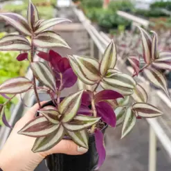 Tradescantia Zebrina 'Wandering Dude' — additional view