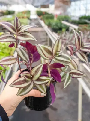 Tradescantia Zebrina 'Wandering Dude' — additional view