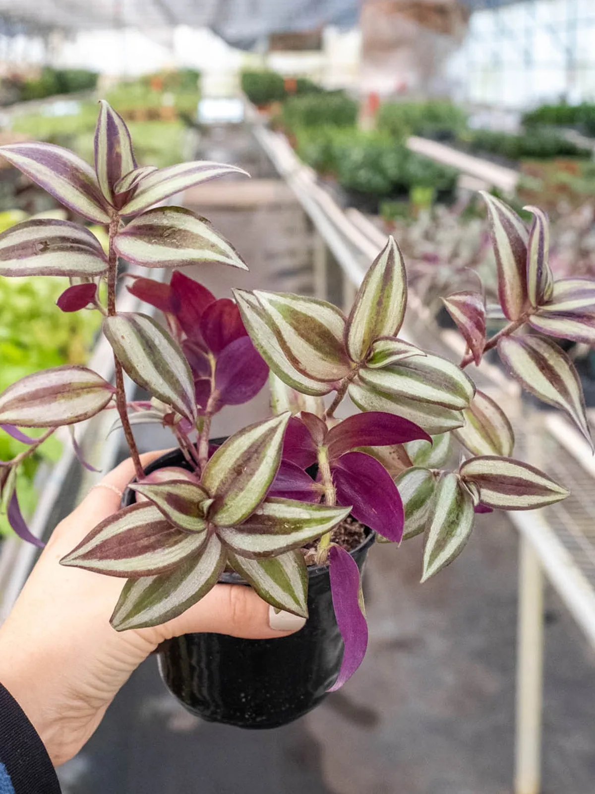 Tradescantia Zebrina 