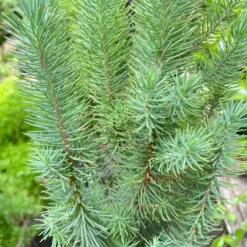 Blue Pine Trees houseplant