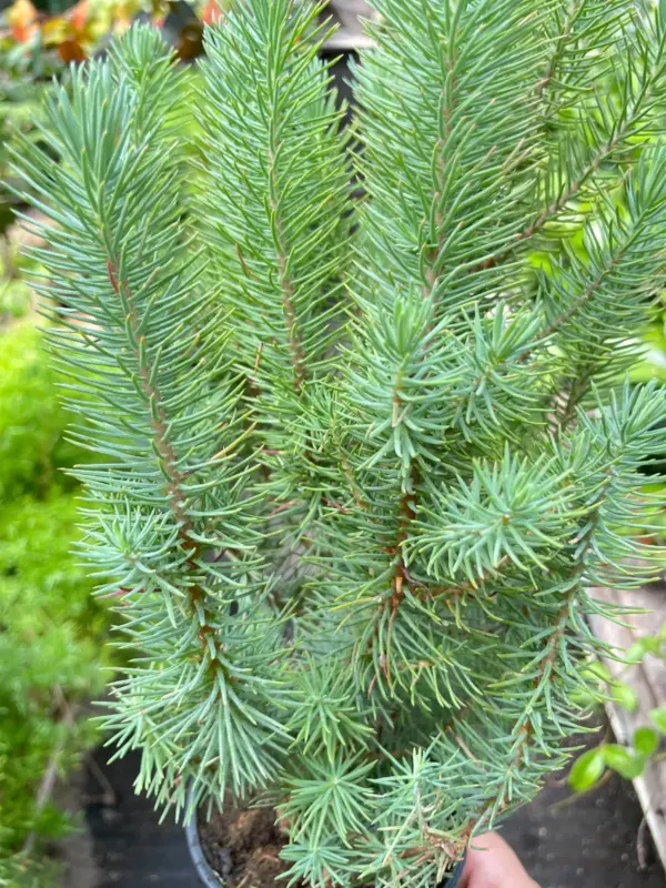 Blue Pine Trees houseplant