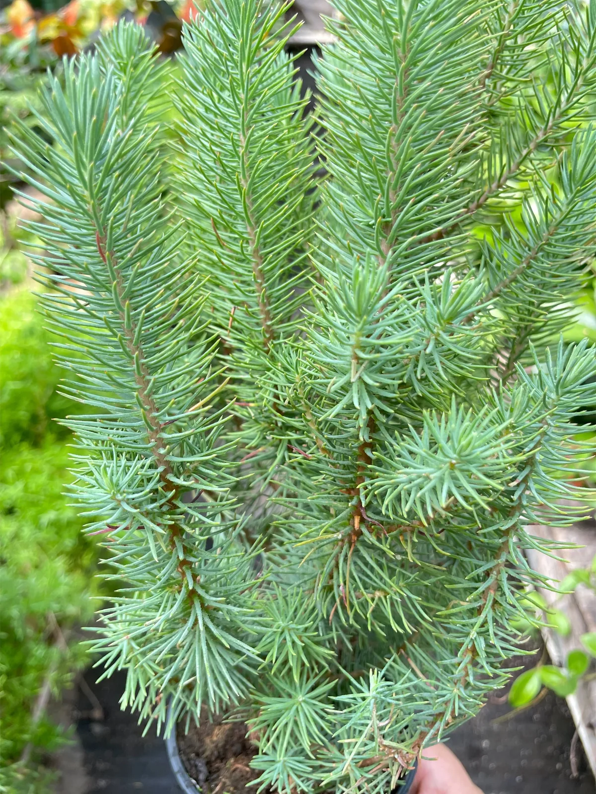 Blue Pine Trees houseplant