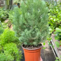 Blue Pine Trees — additional view
