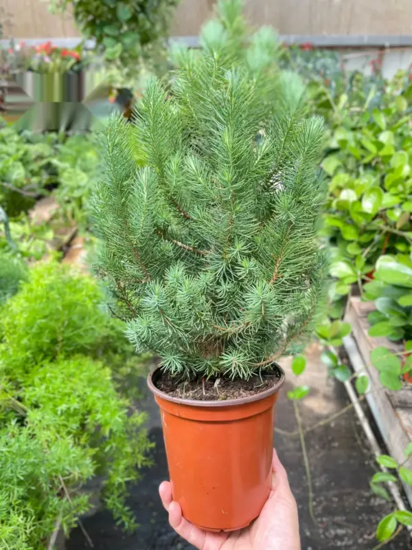Blue Pine Trees — additional view