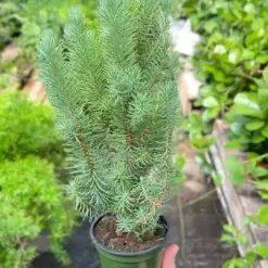 Blue Pine Trees — additional view