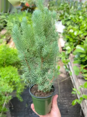 Blue Pine Trees — additional view