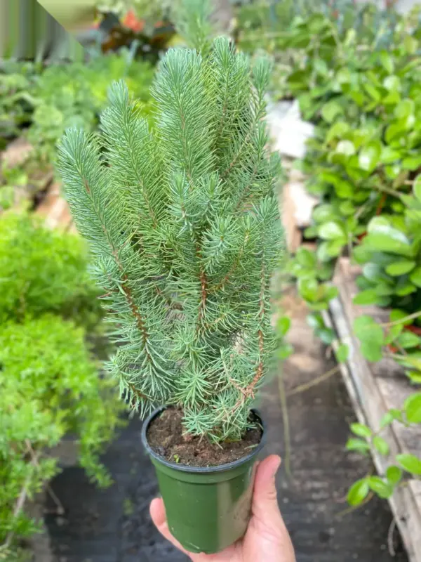 Blue Pine Trees — additional view