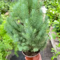 Blue Pine Trees — additional view