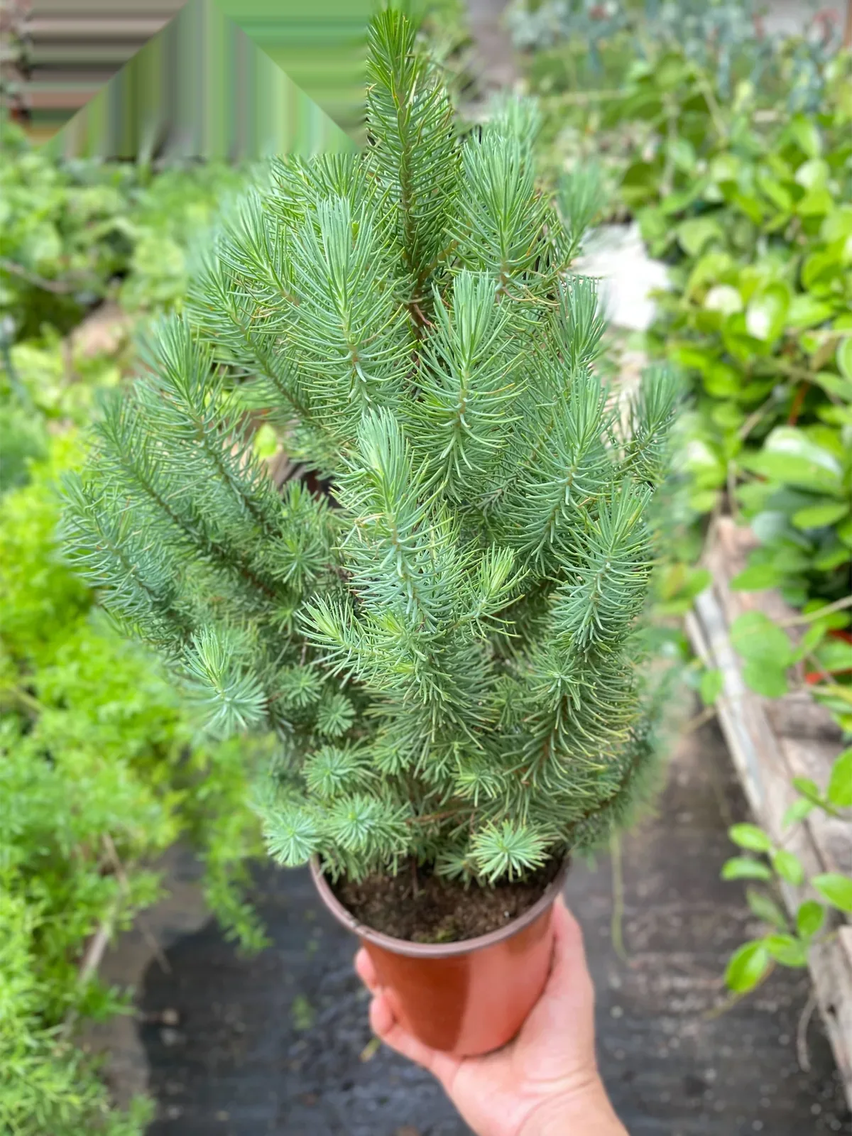 Blue Pine Trees — additional view