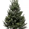 3'-4' Fraser Fir Christmas Tree with Stand houseplant