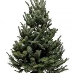 3'-4' Fraser Fir Christmas Tree with Stand houseplant