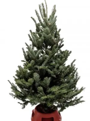 3'-4' Fraser Fir Christmas Tree with Stand houseplant