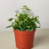 Viola Blue houseplant