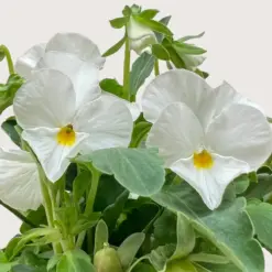 Viola Blue — additional view