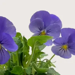Viola Blue — additional view