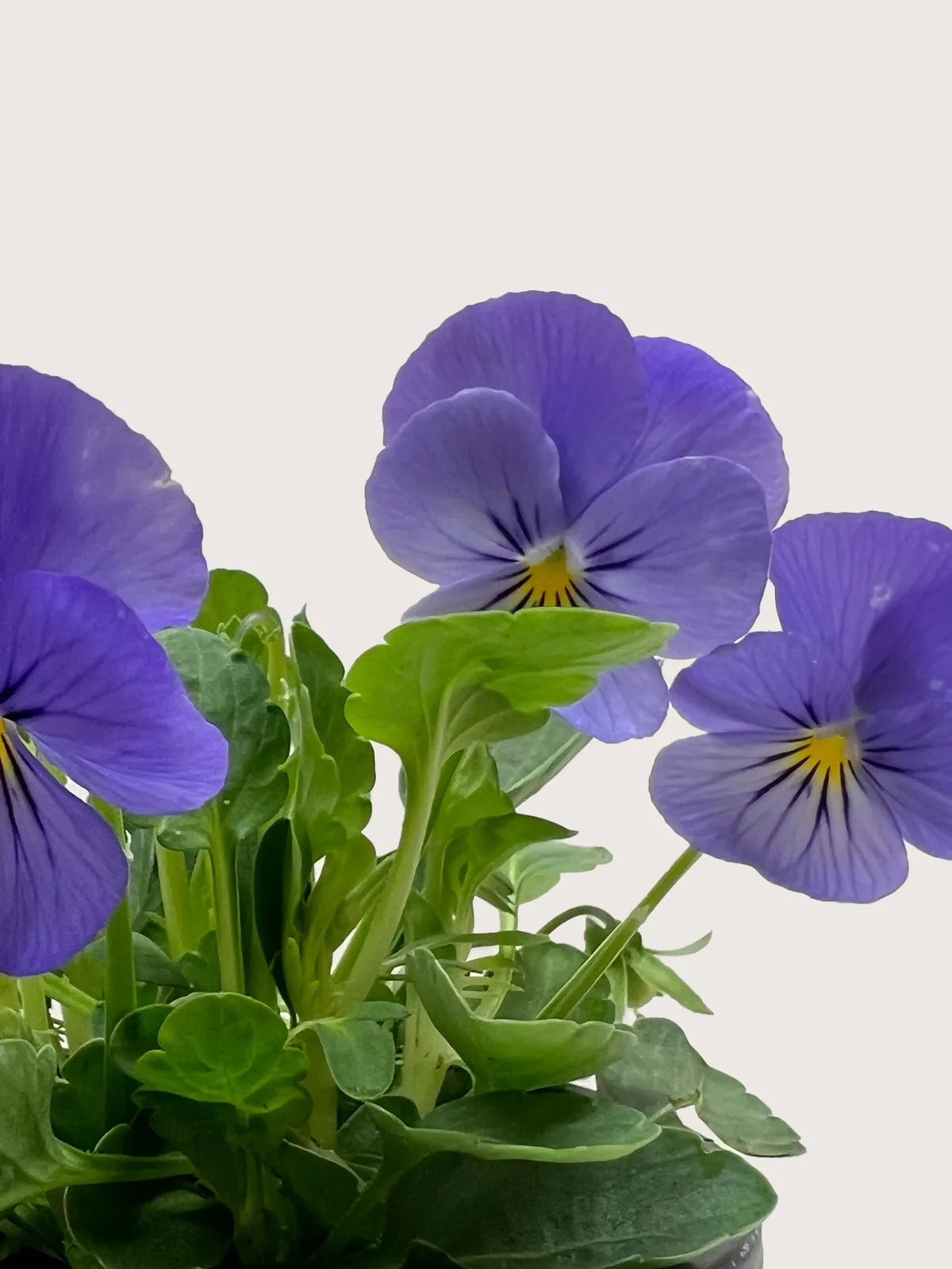 Viola Blue — additional view