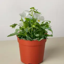 Viola White houseplant