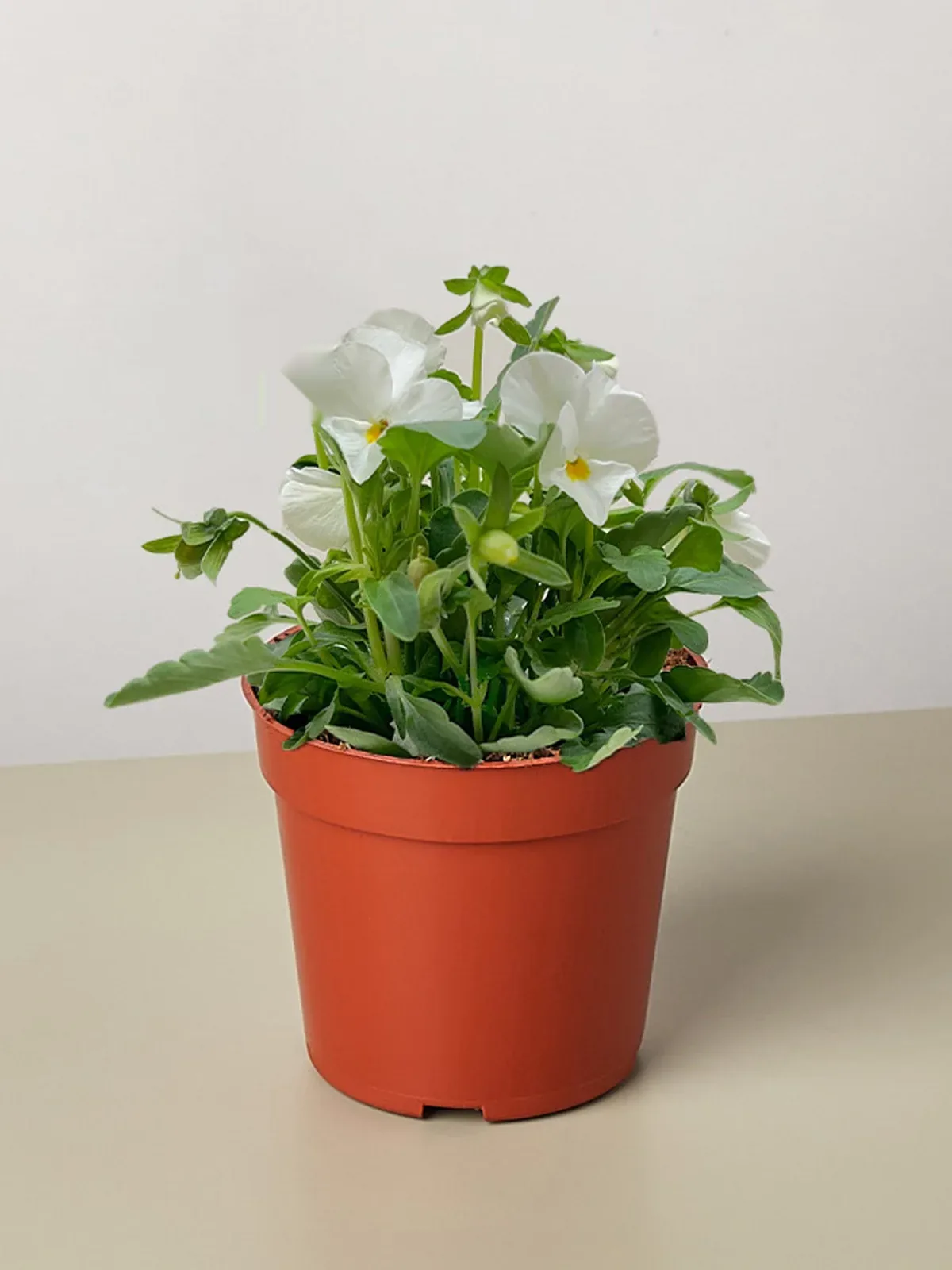 Viola White houseplant