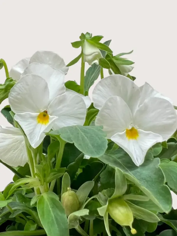 Viola White — additional view