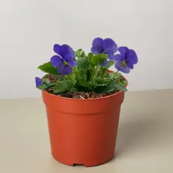 Viola White — additional view