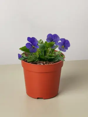 Viola White — additional view