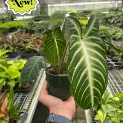 Xanthosoma 'Lendenii' houseplant