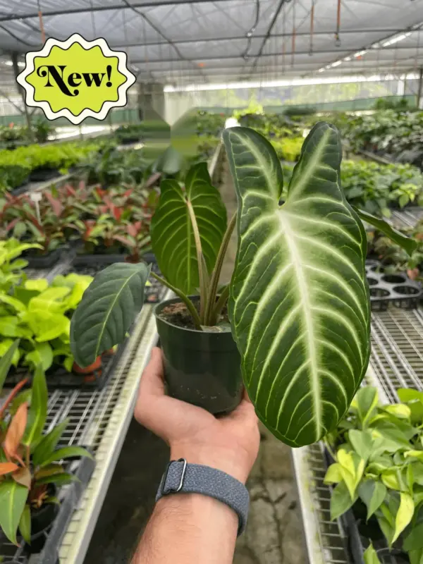 Xanthosoma 'Lendenii' houseplant