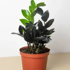 ZZ Zamioculcas 'Black Queen' houseplant