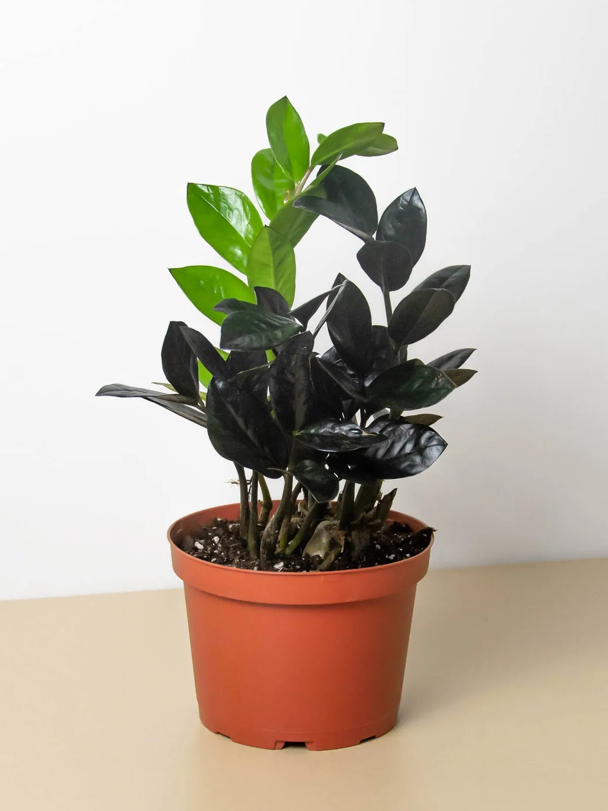 ZZ Zamioculcas 