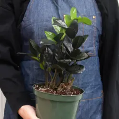 ZZ Zamioculcas 'Black Queen' — additional view