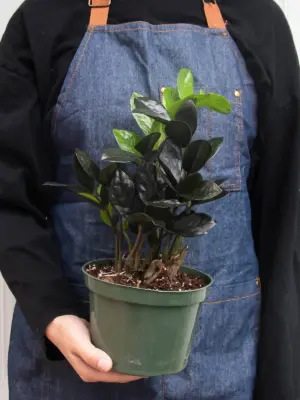 ZZ Zamioculcas 'Black Queen' — additional view