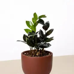 ZZ Zamioculcas 'Black Queen' — additional view